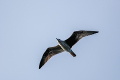 Lesser Black-backed Gull