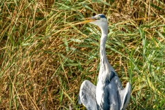 Grey Heron