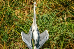 Grey Heron