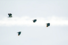 Lapwings in Flight