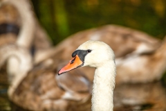 Mute Swan