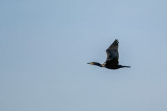 Cormorant in Flight