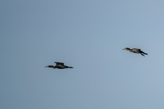 Cormorants in Flight