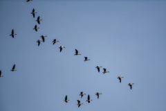 Pink-footed Geese