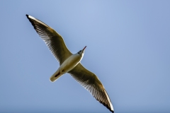 Black-headed Gull in Flight