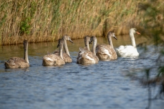 Mute Swan with Cygnets