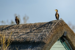 Cormorants