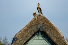 Cormorants