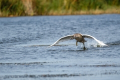 Cygnet