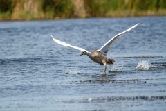 Cygnet