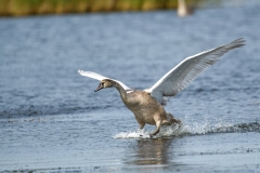 Cygnet