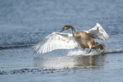 Cygnet