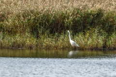 Great White Egret