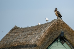 Cormorant, Black-headed Gull & White Wagtail