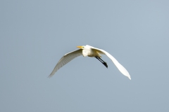Great White Egret in Flight