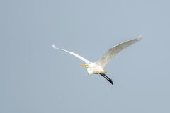 Great White Egret in Flight