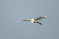 Great White Egret in Flight