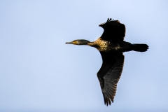 Cormorant in Flight