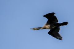 Cormorant in Flight