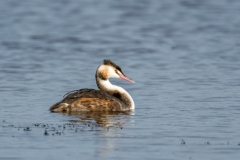 Great Crested Grebe