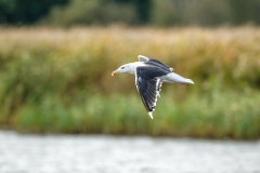 Lesser Black-backed Gull in Flight