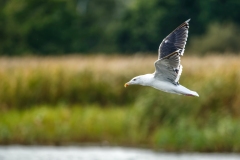 Lesser Black-backed Gull in Flight