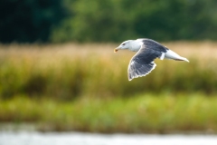 Lesser Black-backed Gull in Flight