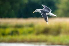 Lesser Black-backed Gull in Flight