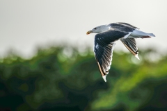 Lesser Black-backed Gull in Flight