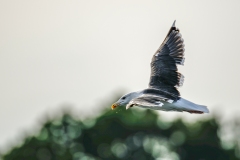 Lesser Black-backed Gull in Flight