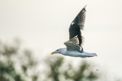 Lesser Black-backed Gull in Flight