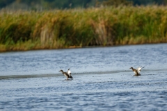 Gadwalls