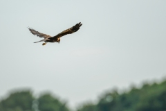 Marsh Harrier in Flight