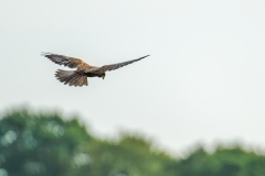 Marsh Harrier in Flight