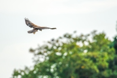 Marsh Harrier in Flight