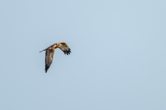 Marsh Harrier in Flight