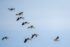 Greylag Geese