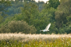 Great White Egret in Flight