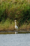 Great White Egret