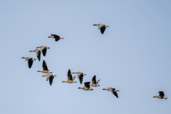 Pink-footed Geese