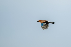 Jay in Flight