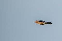 Jay in Flight