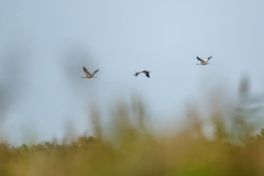 Cranes in Flight