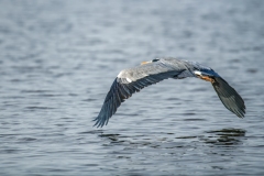 Grey Heron in Flight