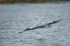 Grey Heron in Flight