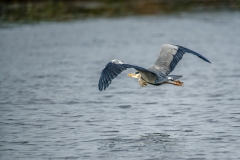 Grey Heron in Flight