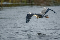 Grey Heron in Flight