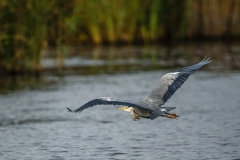 Grey Heron in Flight