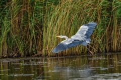 Grey Heron in Flight