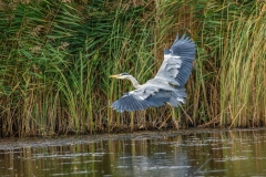 Grey Heron in Flight